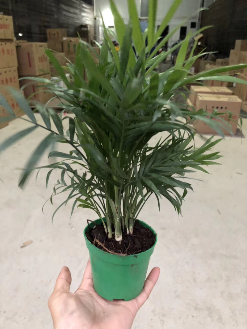 袖珍椰子