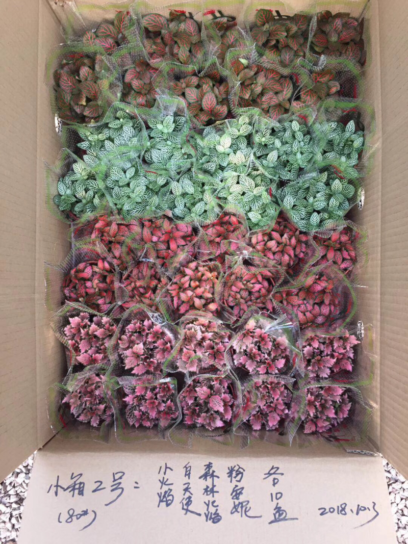 网纹草