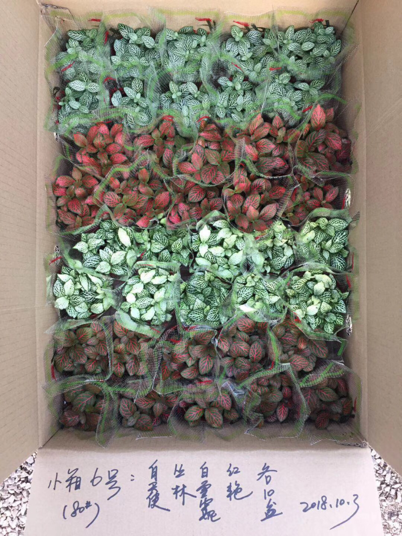 网纹草