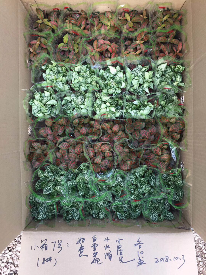 网纹草