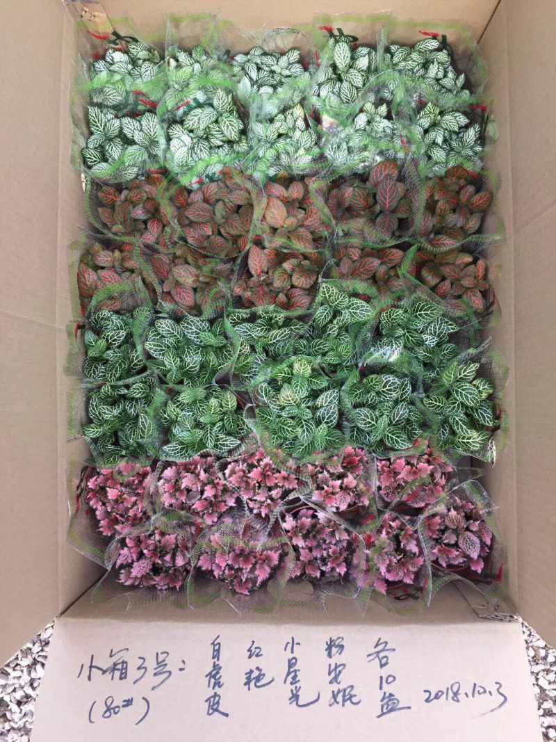 网纹草