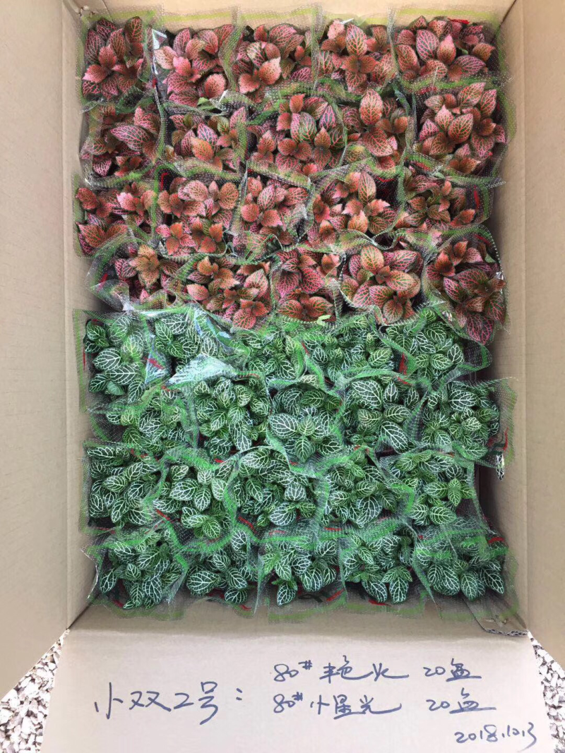 网纹草