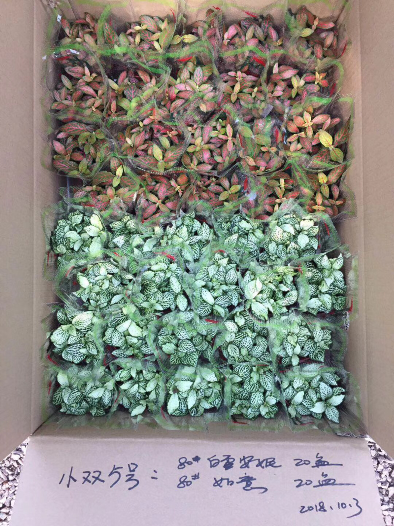 网纹草