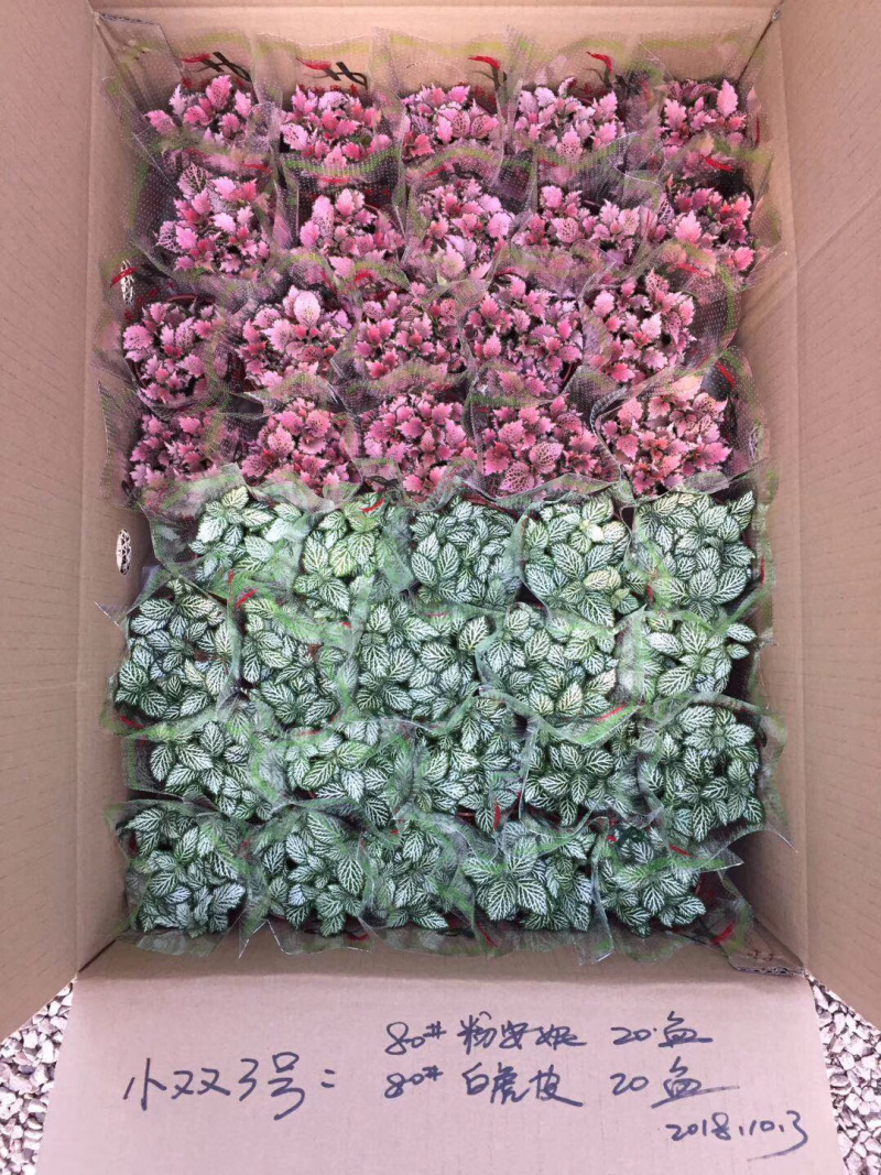 网纹草