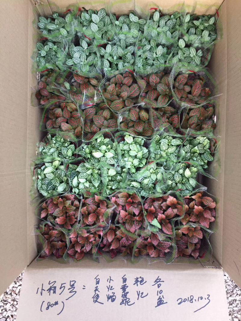 网纹草