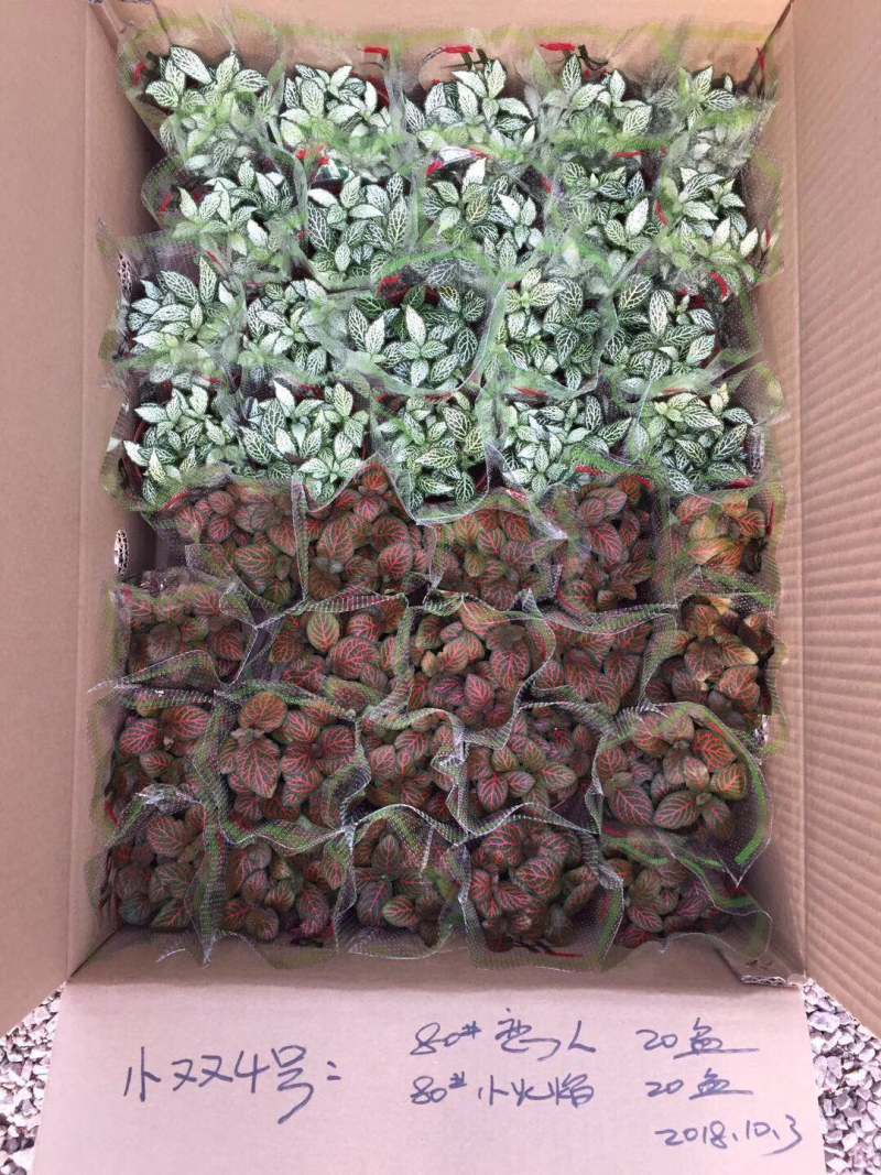 网纹草
