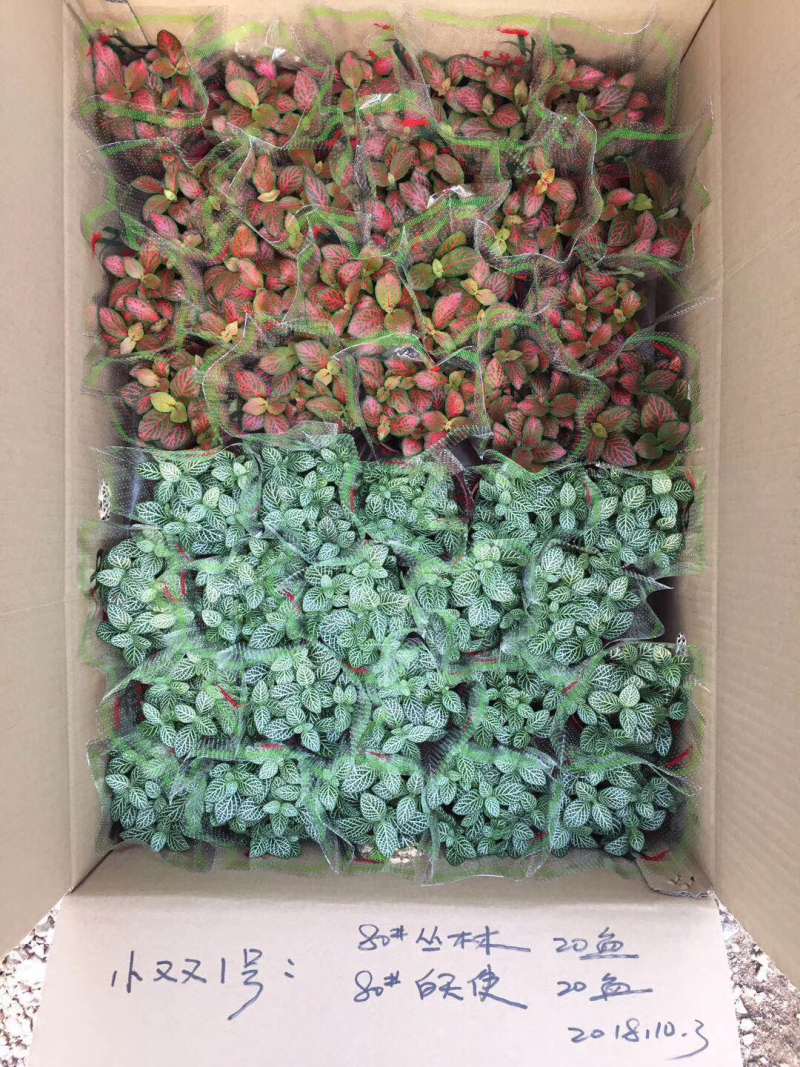 网纹草