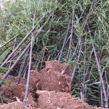 紫竹基地、量大！青竹，金镶玉，窝竹……
