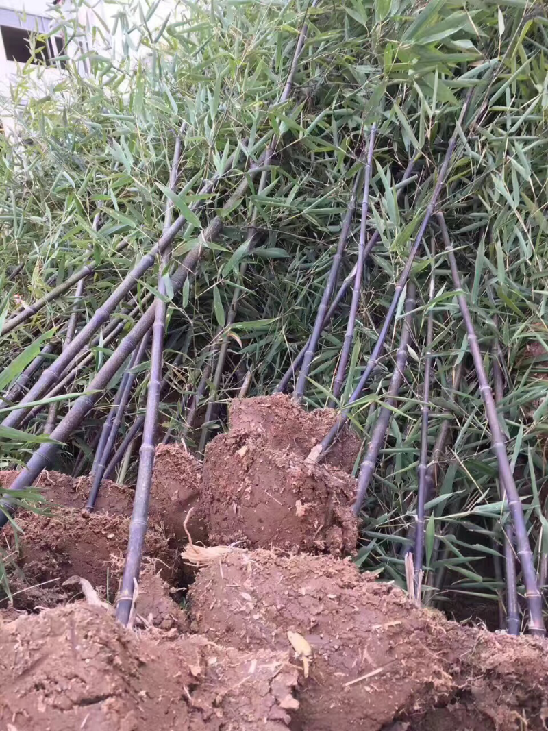紫竹基地、量大！青竹，金镶玉，窝竹……