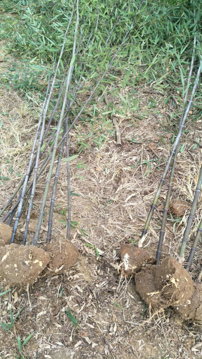 紫竹基地、量大！青竹，金镶玉，窝竹……