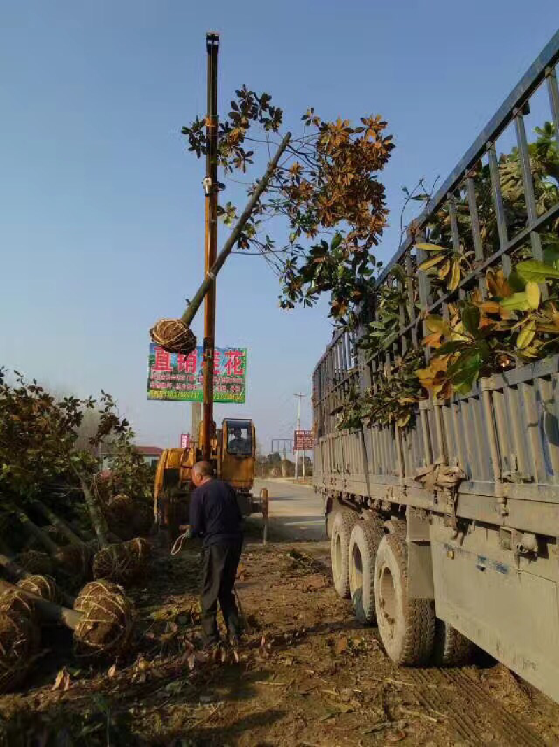 广玉兰基地，15公分广玉兰