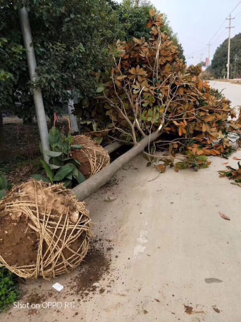 广玉兰基地，15公分广玉兰