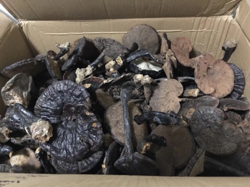紫灵芝，灵芝，正品纯野生，新货，如假包换！全干