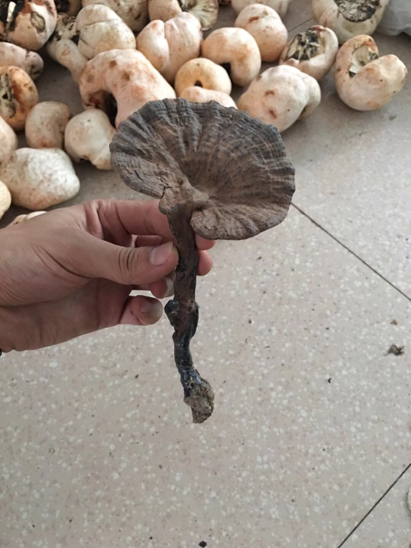 紫灵芝，灵芝，正品纯野生，新货，如假包换！全干