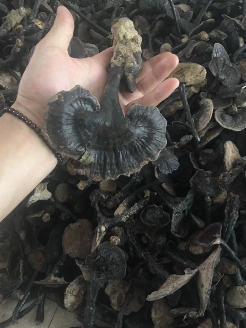 紫灵芝，灵芝，正品纯野生，新货，如假包换！全干