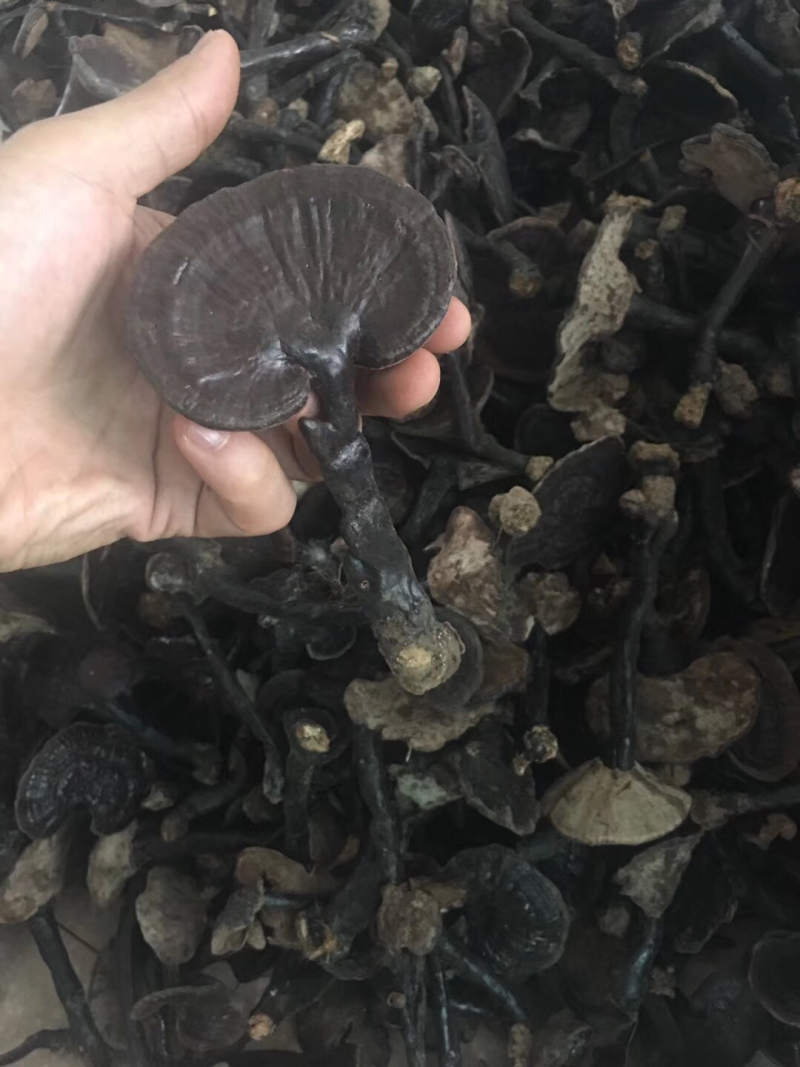 紫灵芝，灵芝，正品纯野生，新货，如假包换！全干