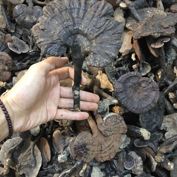 紫灵芝，灵芝，正品纯野生，新货，如假包换！全干