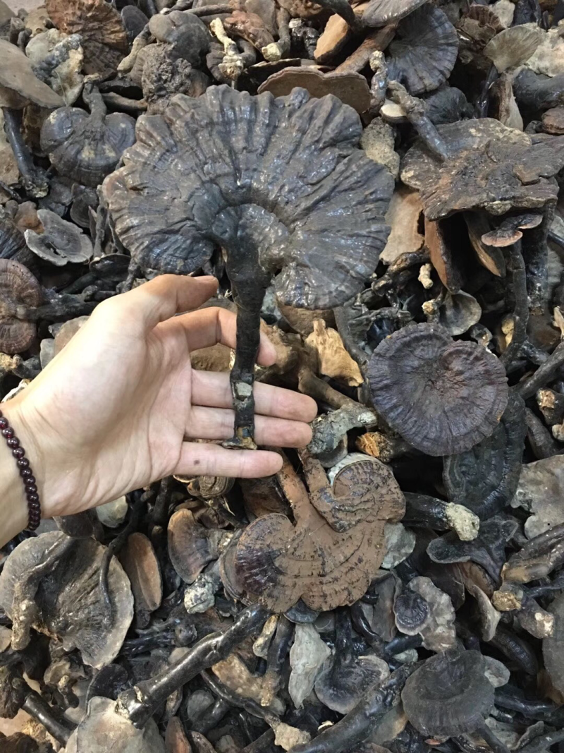 紫灵芝，灵芝，正品纯野生，新货，如假包换！全干