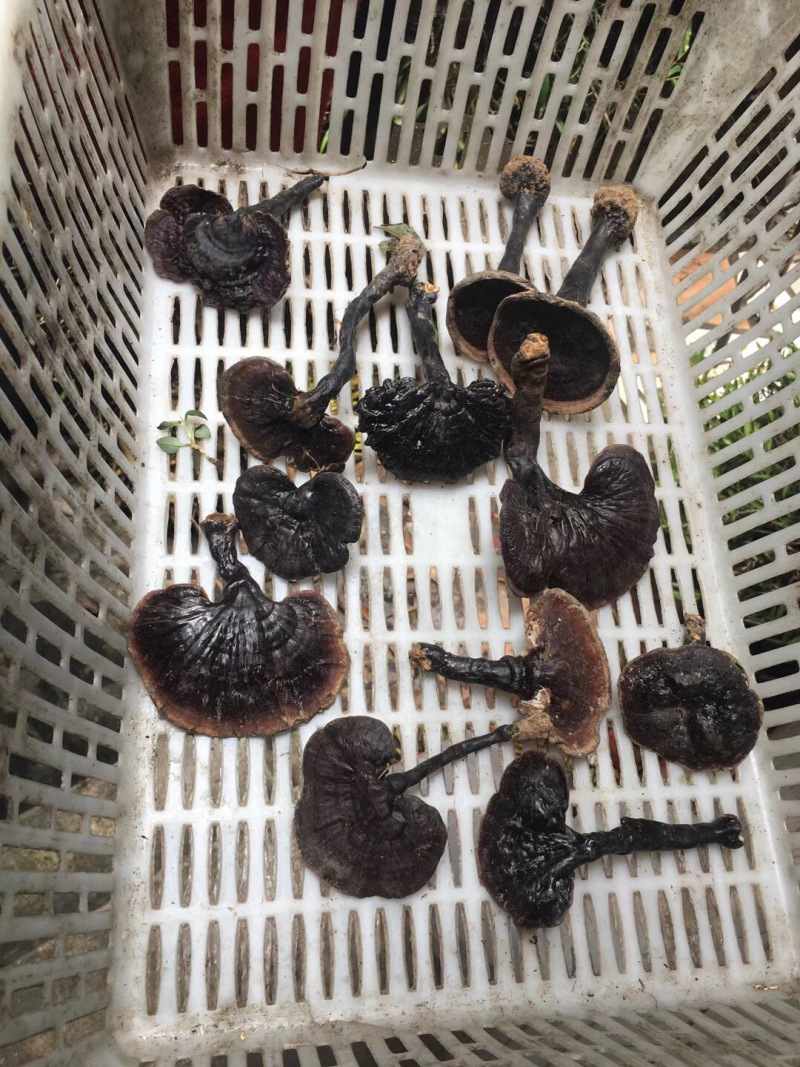 紫灵芝，灵芝，正品纯野生，新货，如假包换！全干
