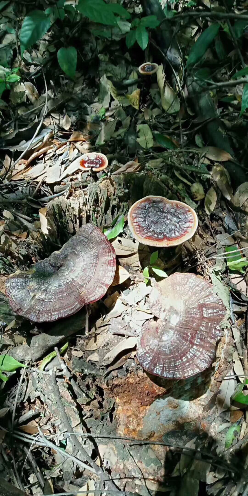 紫灵芝，灵芝，正品纯野生，新货，如假包换！全干