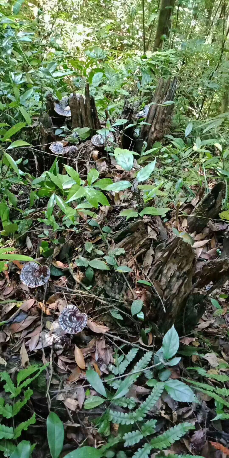 紫灵芝，灵芝，正品纯野生，新货，如假包换！全干