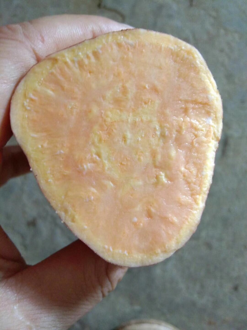 三色薯紫心+红心+黄心紫薯地瓜红薯蜜薯香薯一件代发