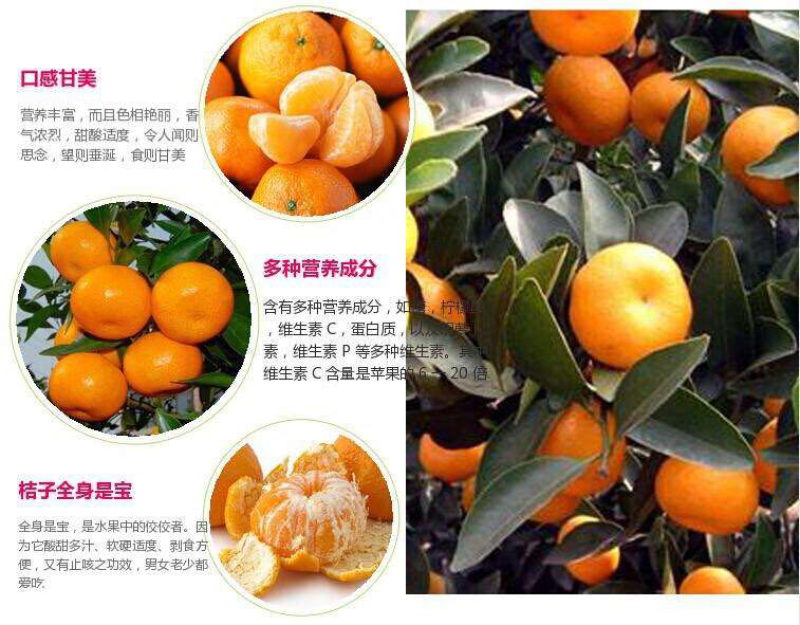 南丰蜜桔一手货源带叶鲜果产地直发火热上市