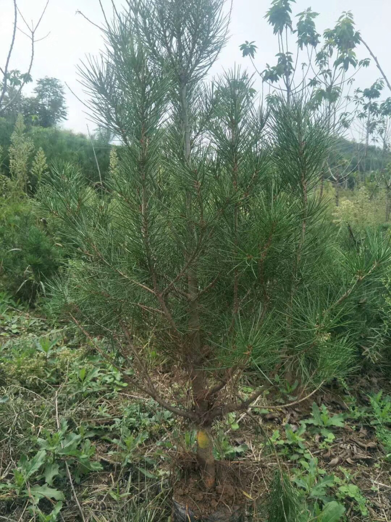 白皮松，油松，华山松各种规格需要联系