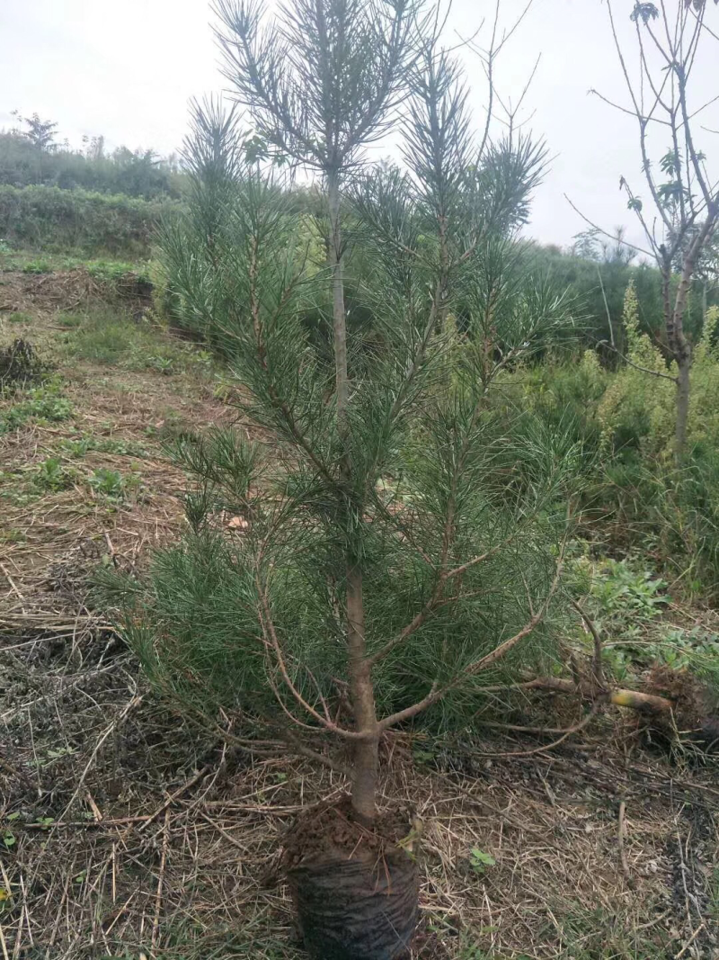 白皮松，油松，华山松各种规格需要联系