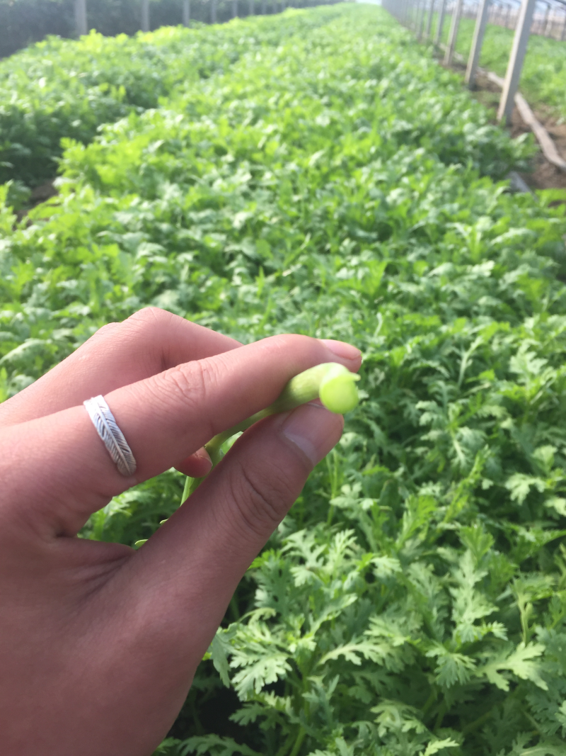 茼蒿20-25cm，无空心，价格可议