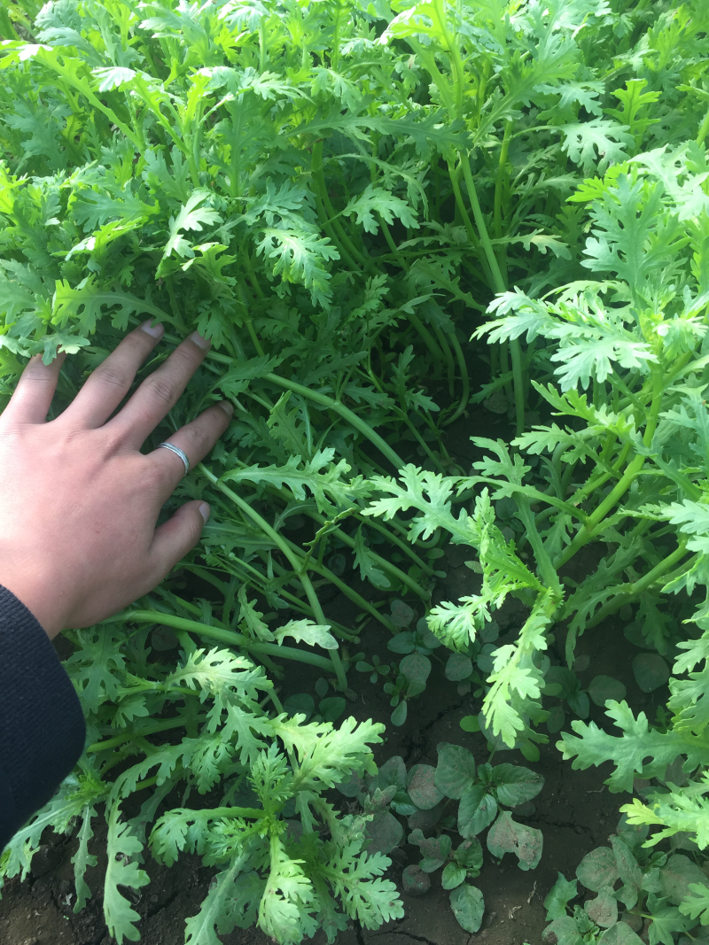 茼蒿20-25cm，无空心，价格可议