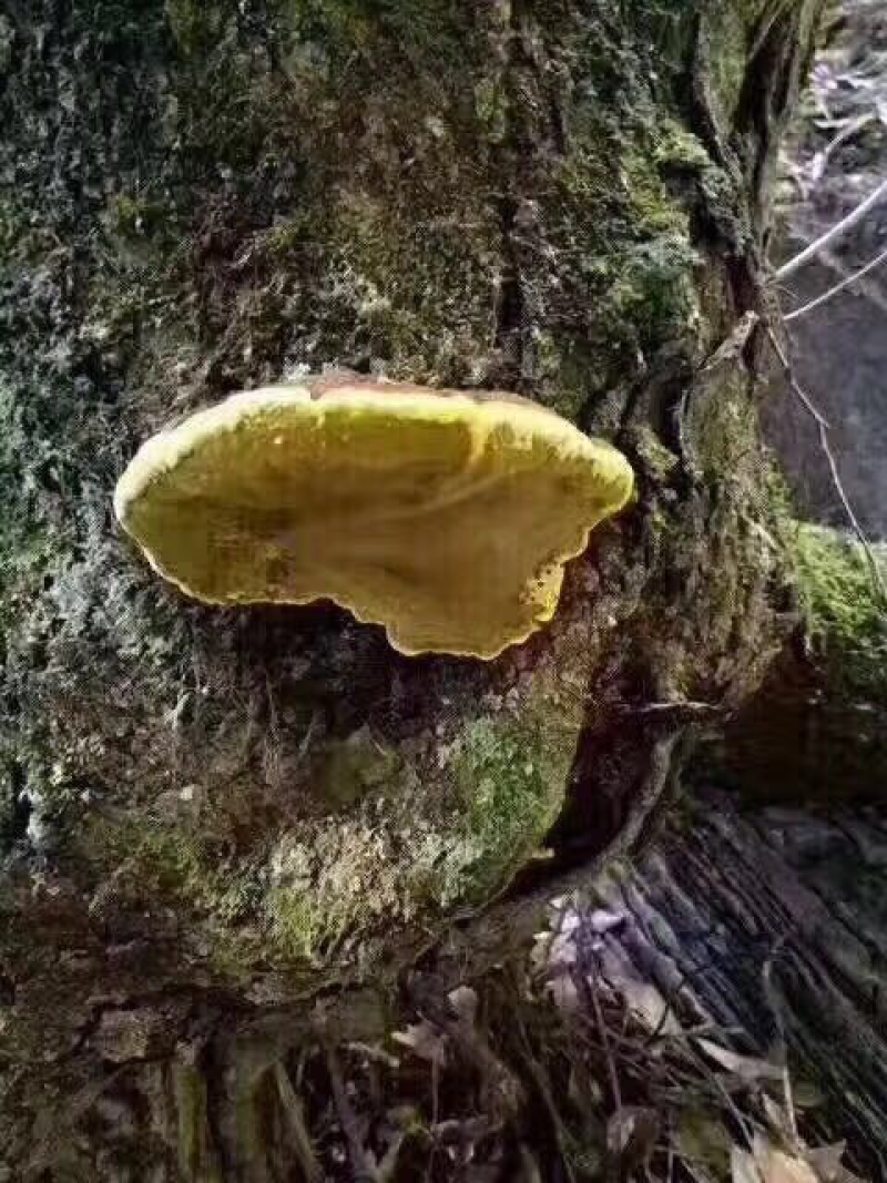 保证西藏正品，金边桑树桑黄，桑黄，全干新货。