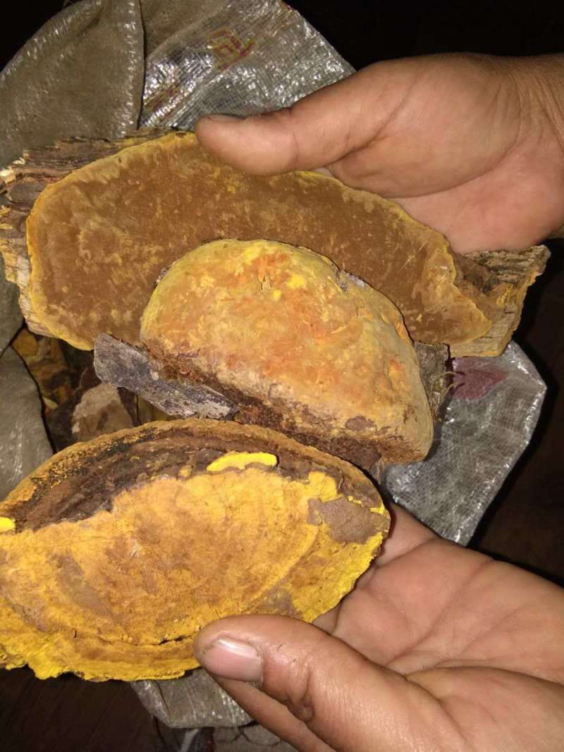 保证西藏正品，金边桑树桑黄，桑黄，全干新货。