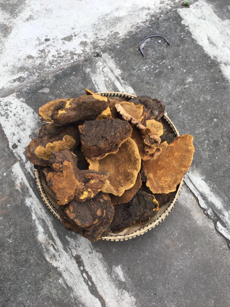 保证西藏正品，金边桑树桑黄，桑黄，全干新货。