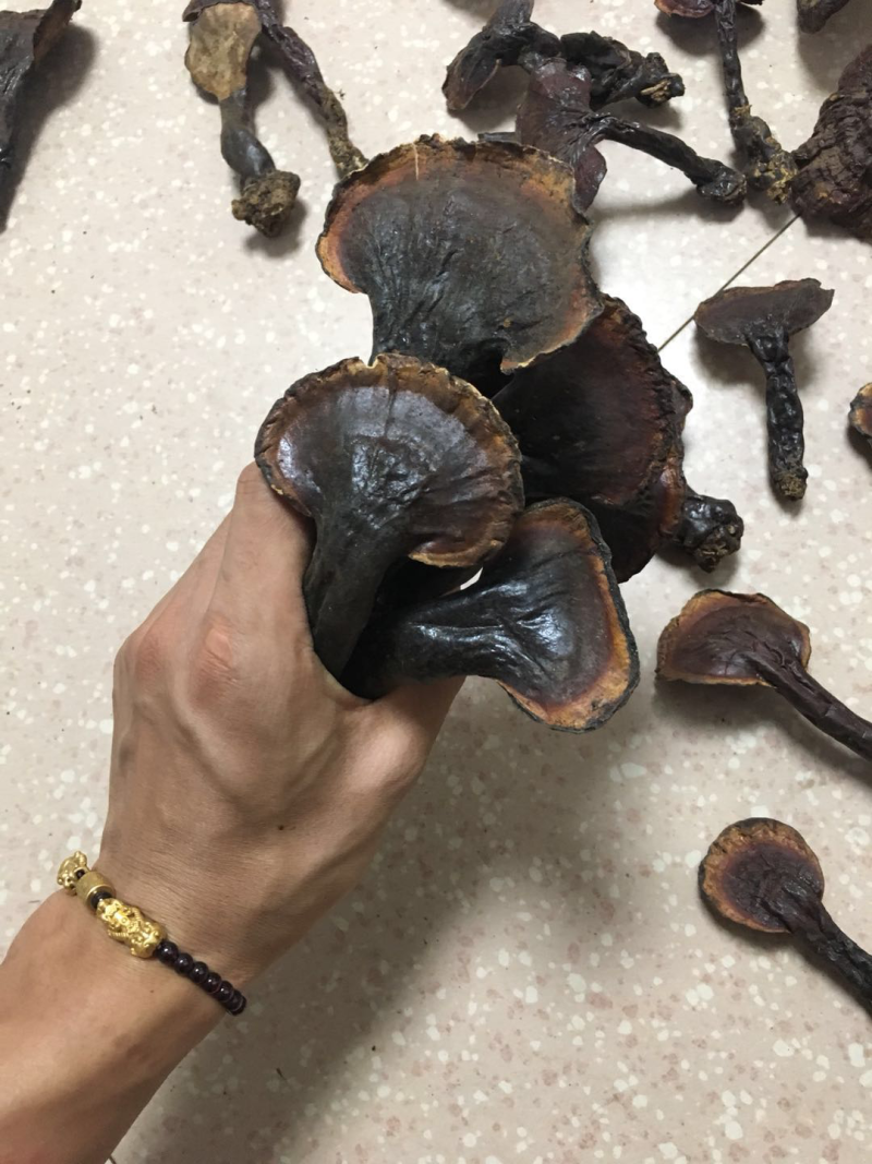 包邮西藏白心灵芝纯野生新货全干品质好货产地货源