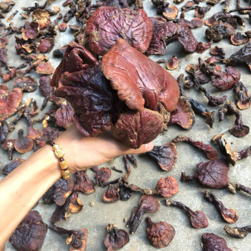 包邮西藏白心灵芝纯野生新货全干品质好货产地货源