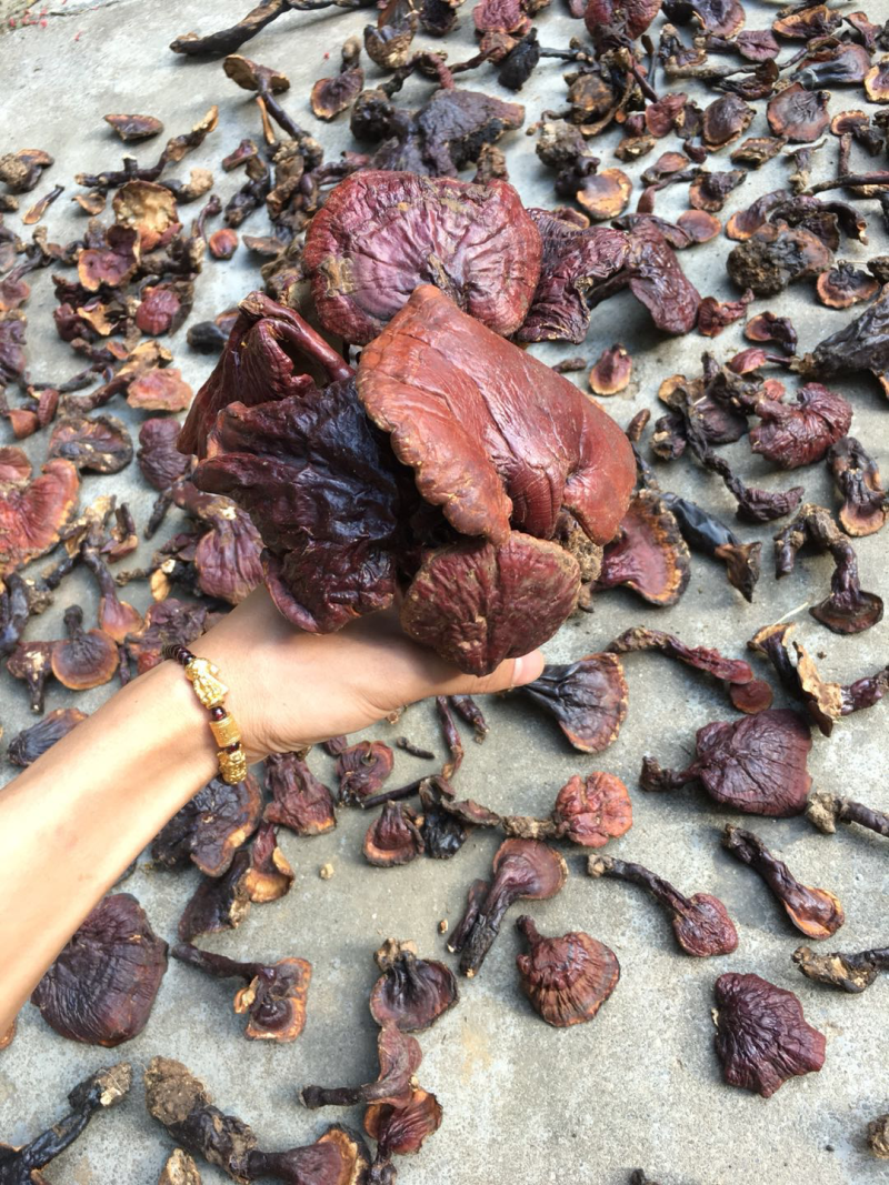 包邮西藏白心灵芝纯野生新货全干品质好货产地货源