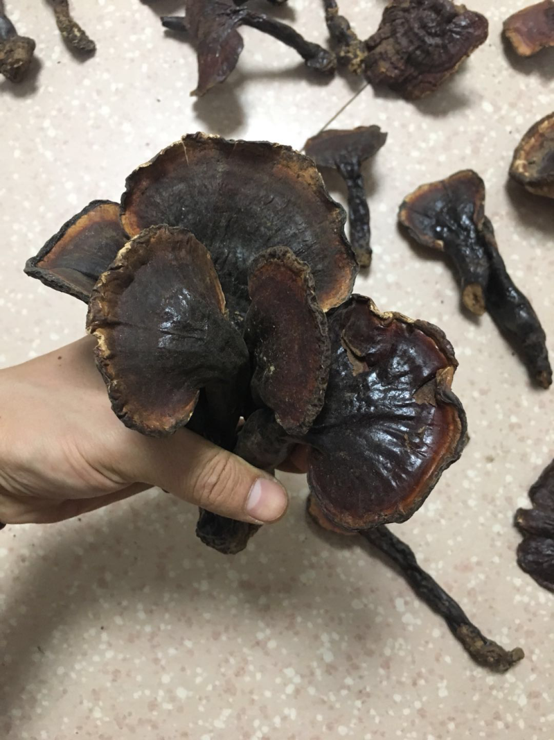 包邮西藏白心灵芝纯野生新货全干品质好货产地货源