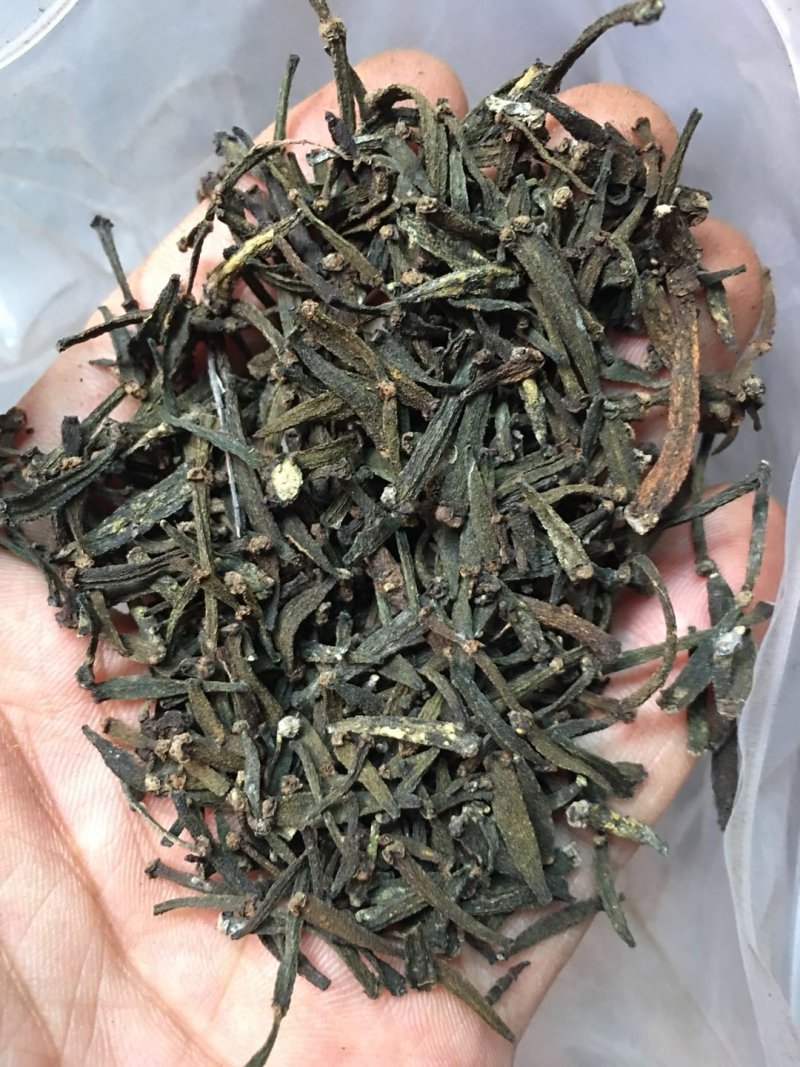寄生草.螃蟹脚.茶寄生.古树茶寄生，香味浓郁