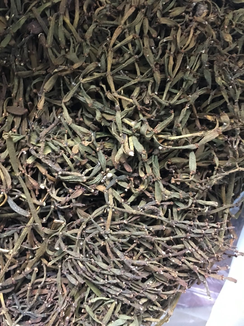 寄生草.螃蟹脚.茶寄生.古树茶寄生，香味浓郁