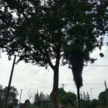 粮食瓜果蔬菜苗木