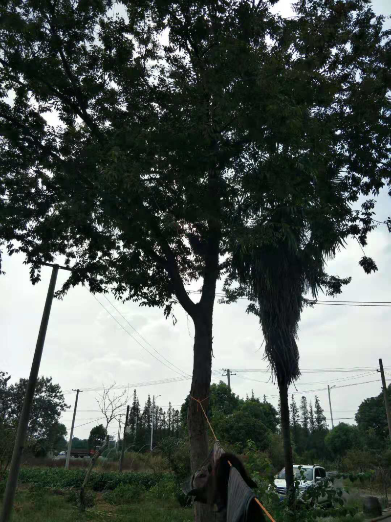 粮食瓜果蔬菜苗木