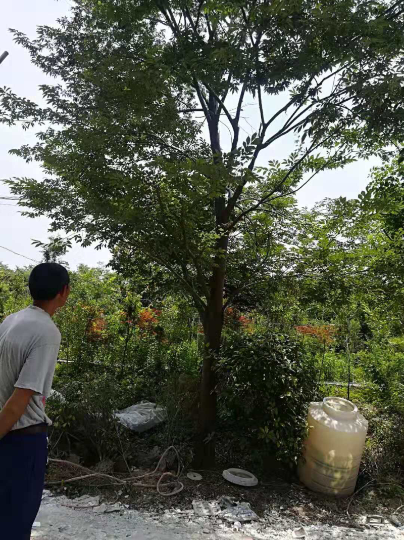 粮食瓜果蔬菜苗木