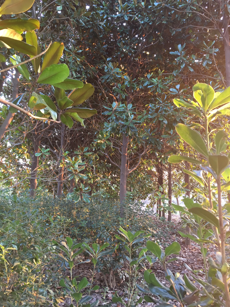 粮食瓜果蔬菜苗木