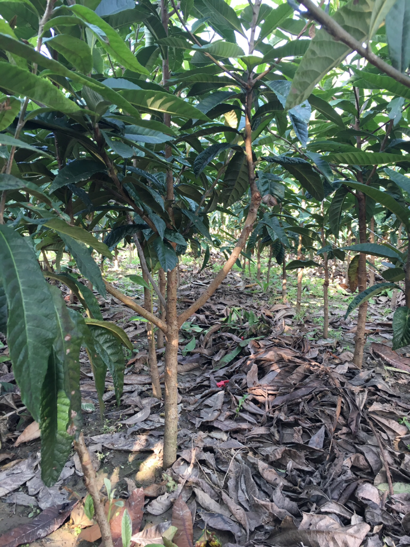 粮食瓜果蔬菜苗木