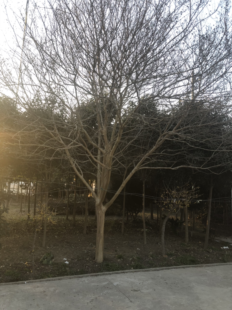 大叶女贞苗圃直销
