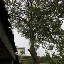 大叶女贞苗圃直销