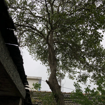 大叶女贞苗圃直销
