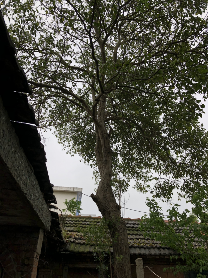 大叶女贞苗圃直销