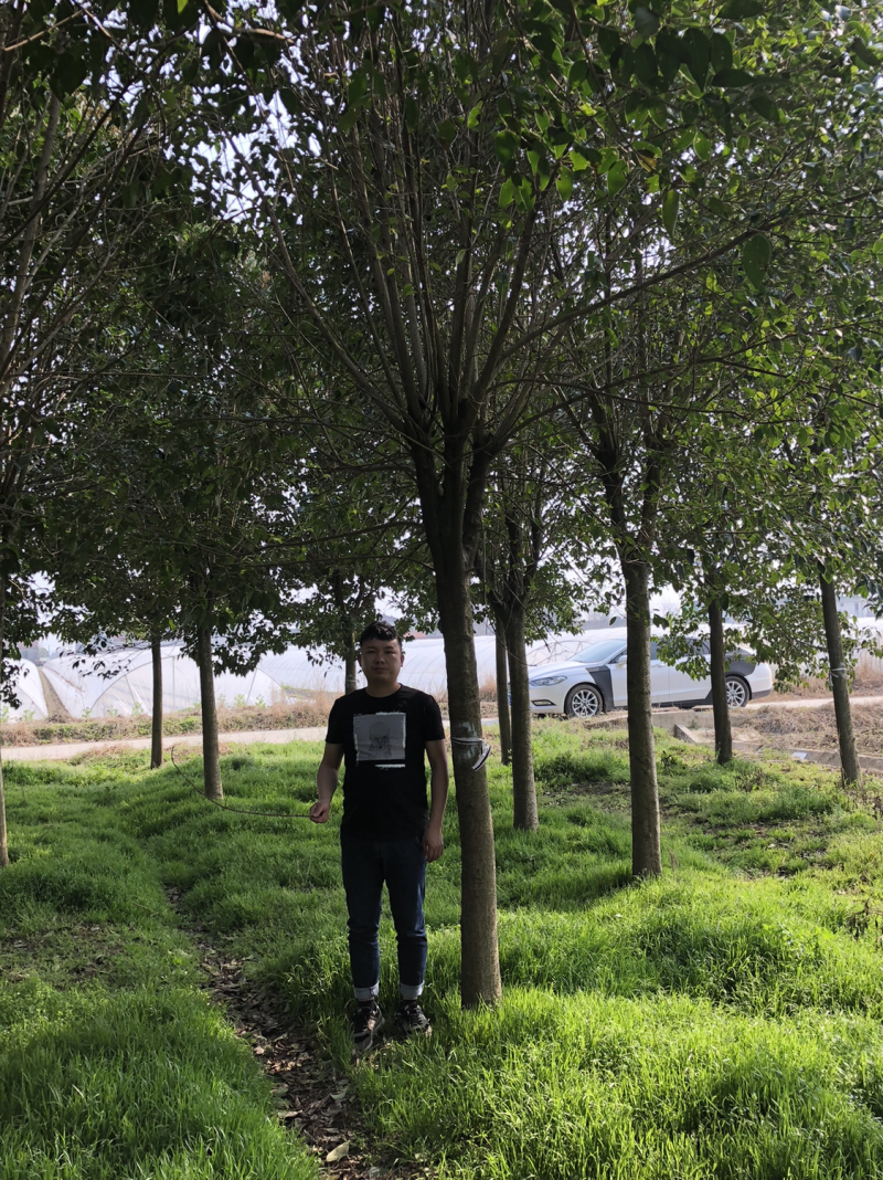 大叶女贞苗圃直销